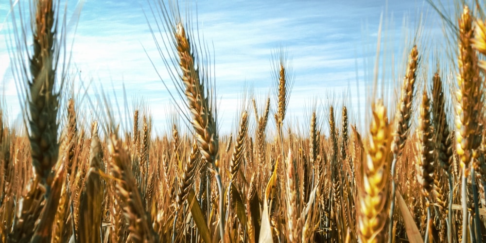 Shavuot Shavaot